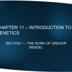 Chapter 11 introduction to genetics