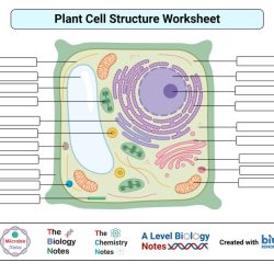 Plant and animal cell label worksheet