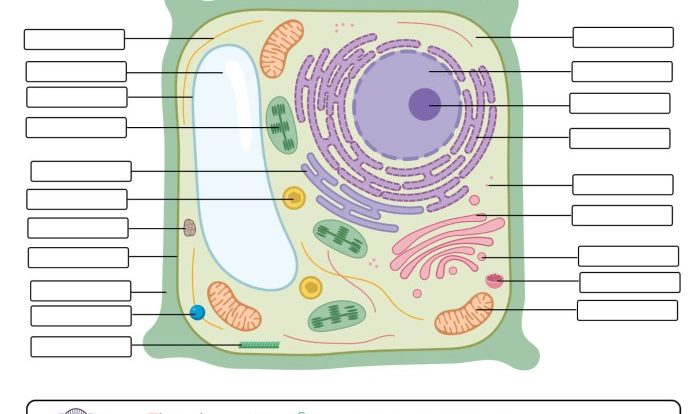 Plant and animal cell label worksheet