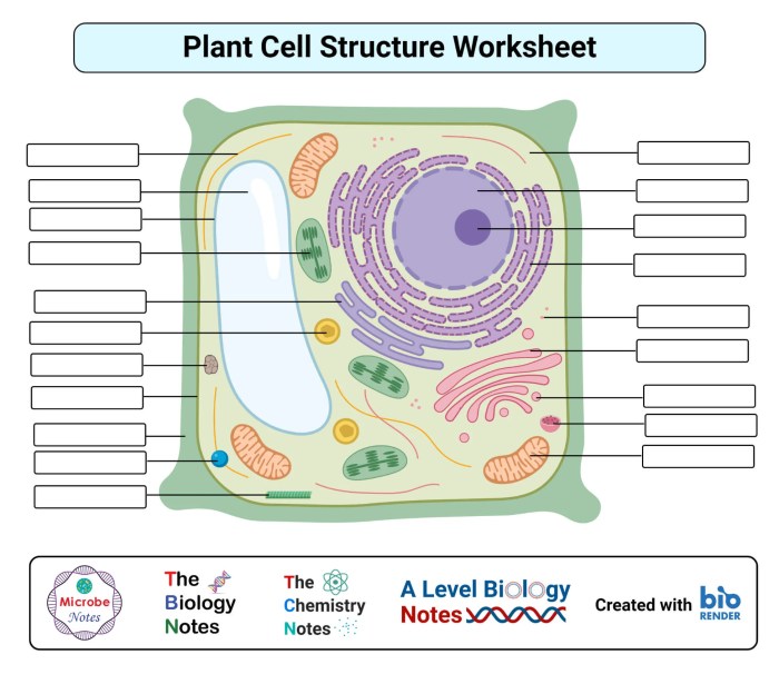 Plant and animal cell label worksheet