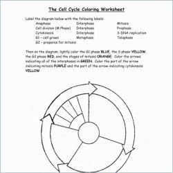 Pogil the cell cycle answer key