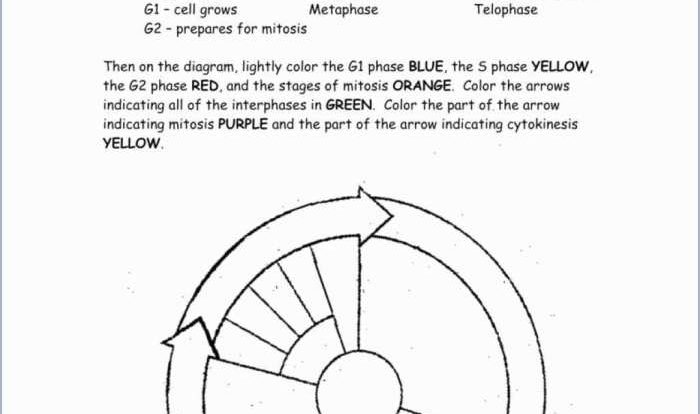 Pogil the cell cycle answer key