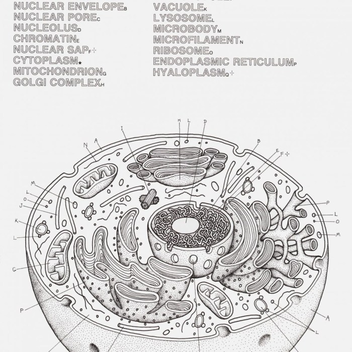 Plant and animal cell label worksheet