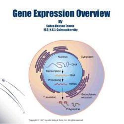 Gene expression translation pogil key