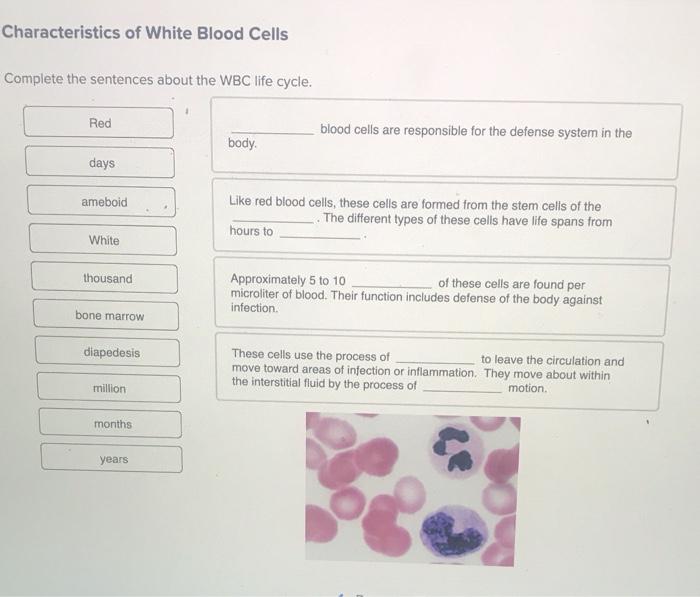 Complete the sentences describing neuroglia cells