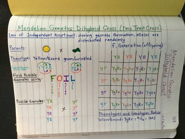 Amoeba sisters video recap dihybrid crosses mendelian inheritance answer key