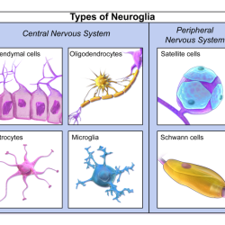 Tissue nervous cells preview