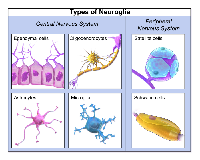 Tissue nervous cells preview