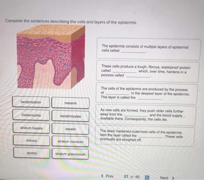 Complete the sentences describing neuroglia cells