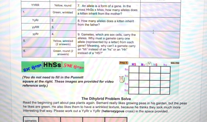 Amoeba sisters video recap dihybrid crosses mendelian inheritance answer key