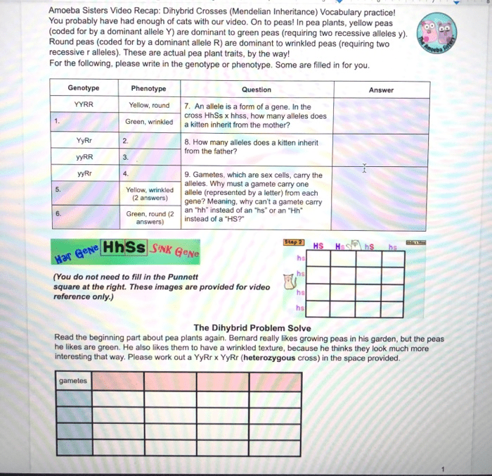 Amoeba sisters video recap dihybrid crosses mendelian inheritance answer key